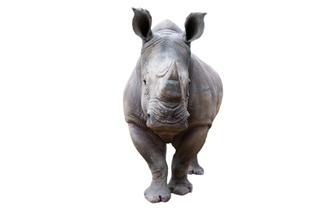 The white rhino lives in Africa, in long and short-grass savannahs.の写真素材