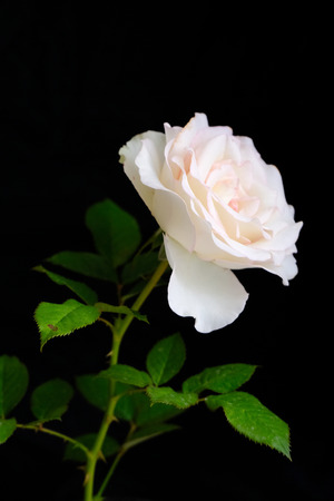 Roses for romantic Valentines Festivalの写真素材