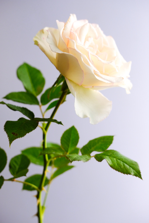 Roses for romantic Valentines Festivalの写真素材