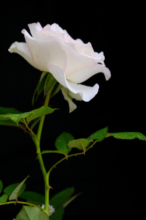 Roses for romantic Valentines Festivalの写真素材