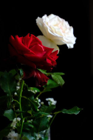 Roses for romantic Valentines Festivalの写真素材