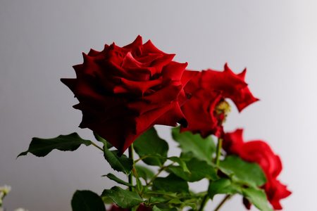 Roses for romantic Valentines Festivalの写真素材