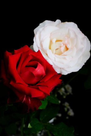 Roses for romantic Valentines Festivalの写真素材