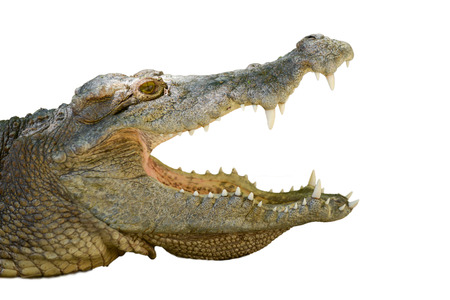 Crocodile is open mouth while resting.の写真素材