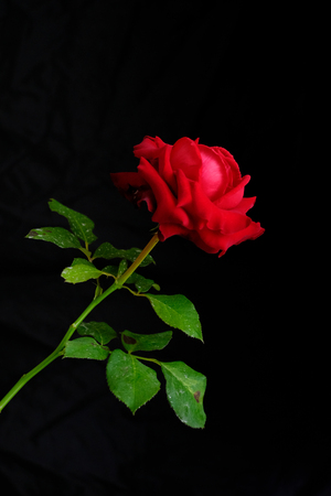 Roses for romantic Valentines Festivalの写真素材