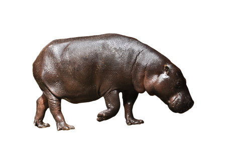 Pygmy hippos are smaller cousins of the hippopotamus.の写真素材