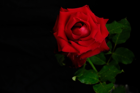 Roses for romantic Valentines Festivalの写真素材