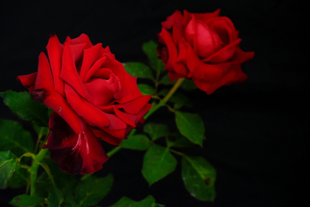 Roses for romantic Valentines Festivalの写真素材