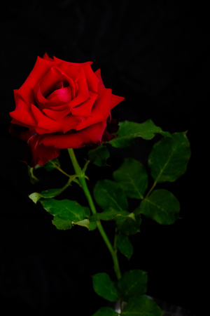 Roses for romantic Valentines Festivalの写真素材