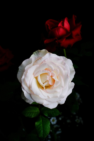 Roses for romantic Valentines Festivalの写真素材