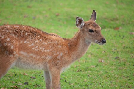 baby sika deer in groupの写真素材