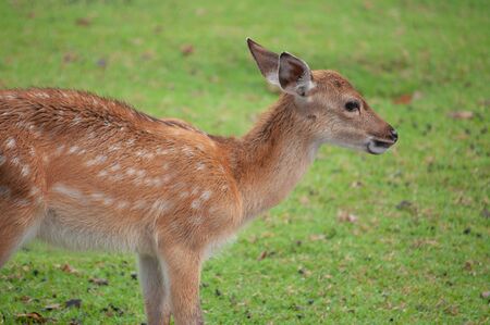baby sika deer in groupの写真素材