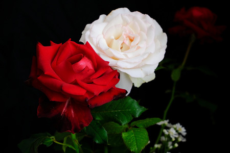 Roses for romantic Valentines Festivalの写真素材
