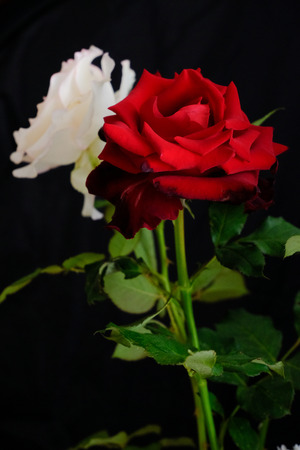 Roses for romantic Valentines Festivalの写真素材