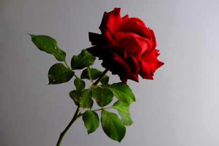 Roses for romantic Valentines Festivalの写真素材