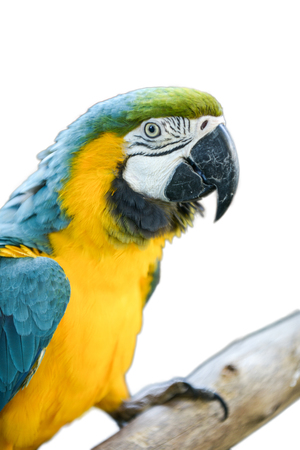 macaw is a beautiful birdの写真素材