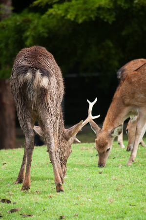 The male deer that is dirty is usually a sergeant.の写真素材
