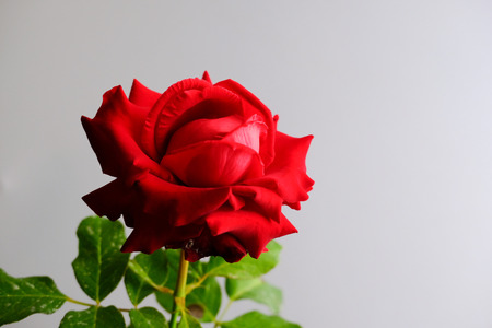 Roses for romantic Valentines Festivalの写真素材