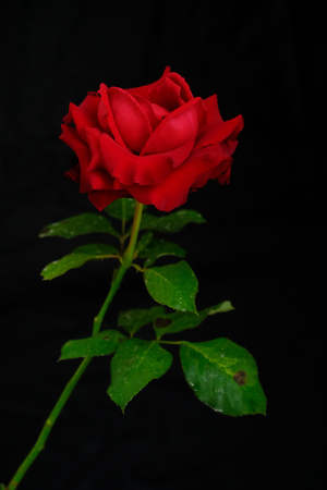 Roses for romantic Valentines Festivalの写真素材