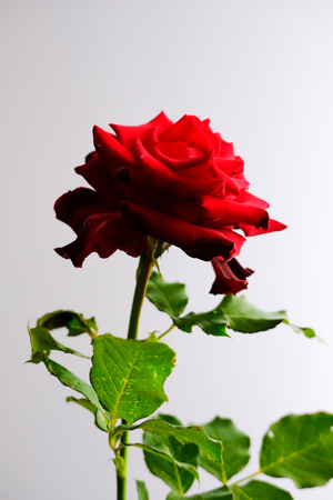 Roses for romantic Valentines Festivalの写真素材