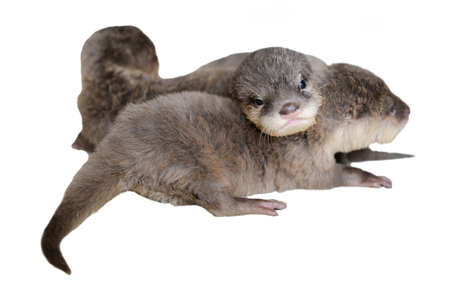 acction of baby otter on the floorの写真素材