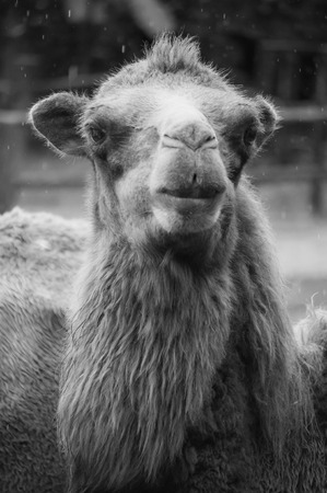 Black and white face of adult bactrian camelの写真素材
