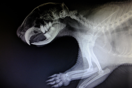 X-ray images of wild animals used by veterinarians to diagnose, treat diseases and illnessesの写真素材