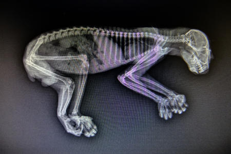 X-ray images of wild animals used by veterinarians to diagnose, treat diseases and illnessesの写真素材