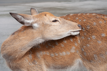 Female deer in large flocks .の写真素材