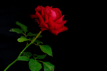 Roses for romantic Valentines Festivalの写真素材
