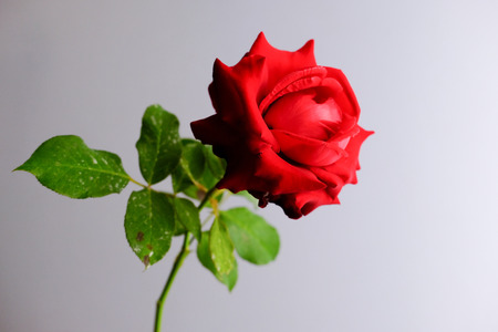 Roses for romantic Valentines Festivalの写真素材