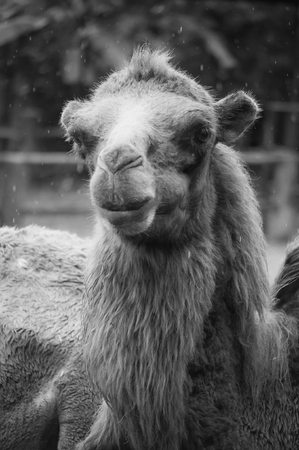 Black and white face of adult bactrian camelの写真素材