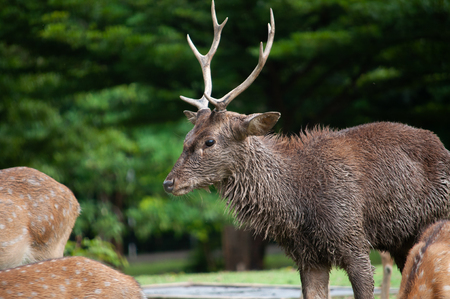 The male deer that is dirty is usually a sergeant.の写真素材