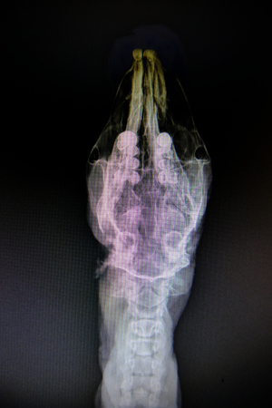 X-ray images of wild animals used by veterinarians to diagnose, treat diseases and illnessesの写真素材