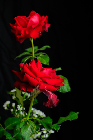 Roses for romantic Valentines Festivalの写真素材