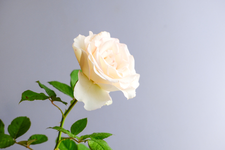Roses for romantic Valentines Festivalの写真素材