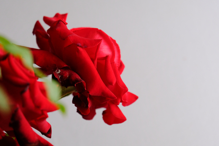 Roses for romantic Valentines Festivalの写真素材