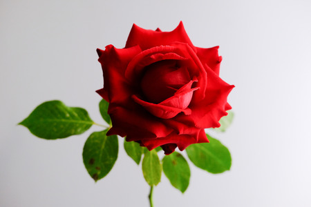 Roses for romantic Valentines Festivalの写真素材