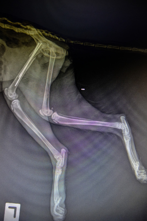 X-ray images of wild animals used by veterinarians to diagnose, treat diseases and illnessesの写真素材