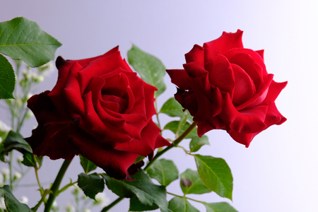 Roses for romantic Valentines Festivalの写真素材