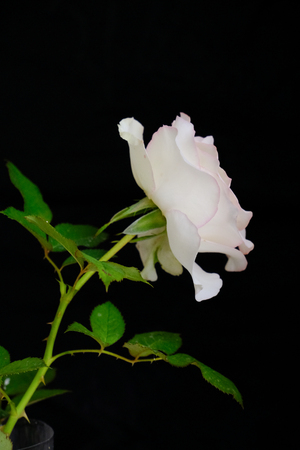 Roses for romantic Valentines Festivalの写真素材