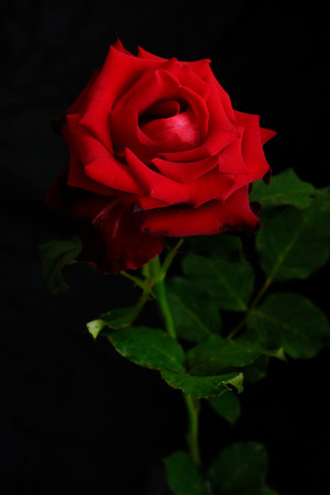 Roses for romantic Valentines Festivalの写真素材