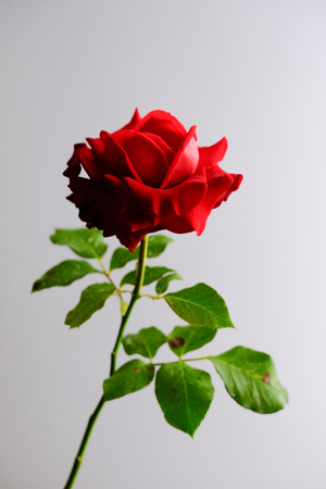 Roses for romantic Valentines Festivalの写真素材