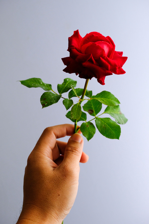 Roses for romantic Valentines Festivalの写真素材