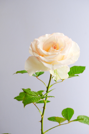 Roses for romantic Valentines Festivalの写真素材