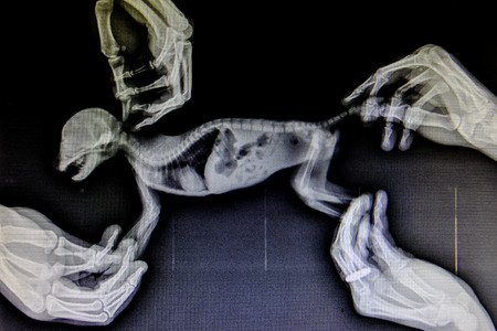 X-ray images of wild animals used by veterinarians to diagnose, treat diseases and illnessesの写真素材