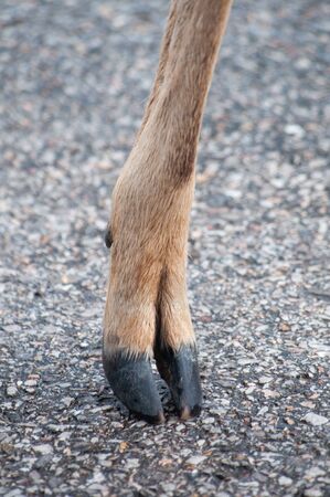 The appearance of the hoof of the sika deerの写真素材