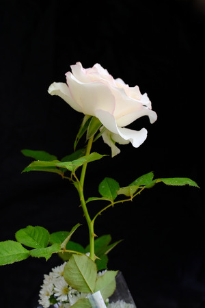 Roses for romantic Valentines Festivalの写真素材