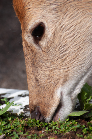 Sika deer are grazing on the ground.の写真素材