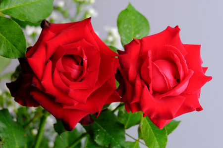 Roses for romantic Valentines Festivalの写真素材